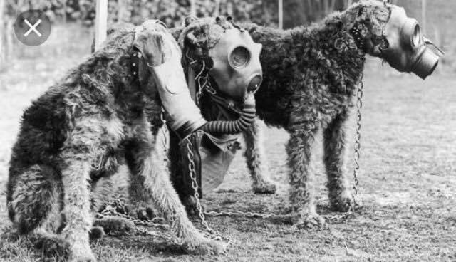 joynes85's tweet photo. From elephants to pigeons, millions of animals were forced into the war effort and did just what animals do...everything and more of what was demanded of them. We must honour &amp; remember them #LestWeForget #Heroes https://t.co/AoiA05Ycxv