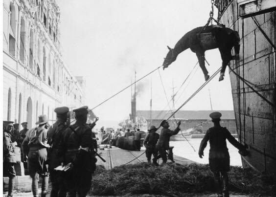 From elephants to pigeons, millions of animals were forced into the war effort and did just what animals do...everything and more of what was demanded of them. We must honour &amp; remember them #LestWeForget #Heroes