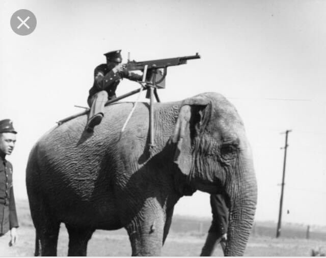 joynes85's tweet photo. From elephants to pigeons, millions of animals were forced into the war effort and did just what animals do...everything and more of what was demanded of them. We must honour &amp; remember them #LestWeForget #Heroes https://t.co/AoiA05Ycxv
