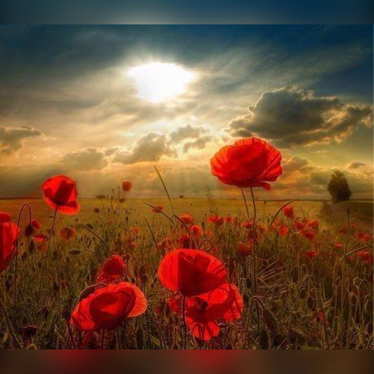 We will remember them 🕊