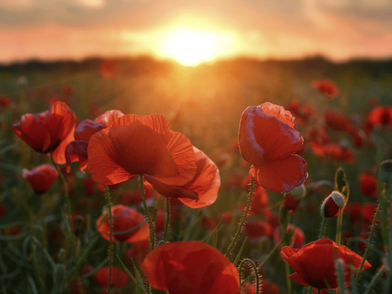 They shall grow not old, as we that are left grow old. Age shall not weary them, nor the years condemn. At the going down of the sun and in the morning, we will remember them.

#RemembranceDay #RemembranceSunday #LestWeForget