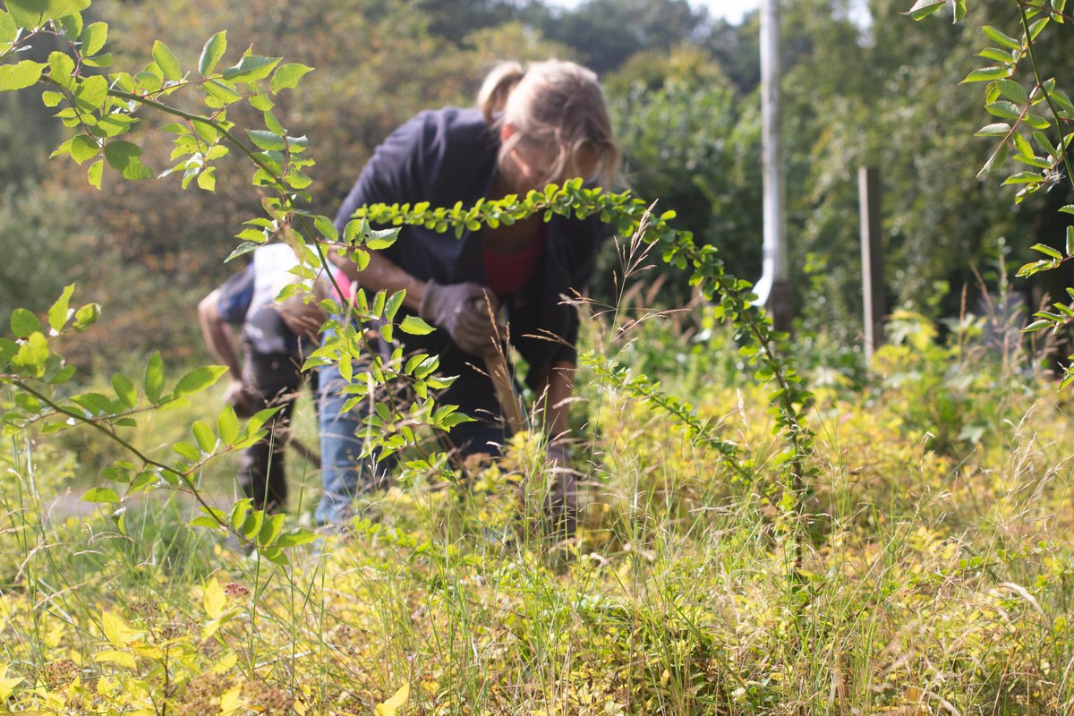 Met Struikroven redden we bomen, planten en struiken uit onze gebiedsontwikkelingen Park Vijfsluizen in Vlaardingen en De Hooge Riet in Ermelo, voor we gaan bouwen. Samen met omwonenden en Bernice Kamphuis, die het groen een nieuw thuis geeft in de buurt: bit.ly/Heijmans_Strui…