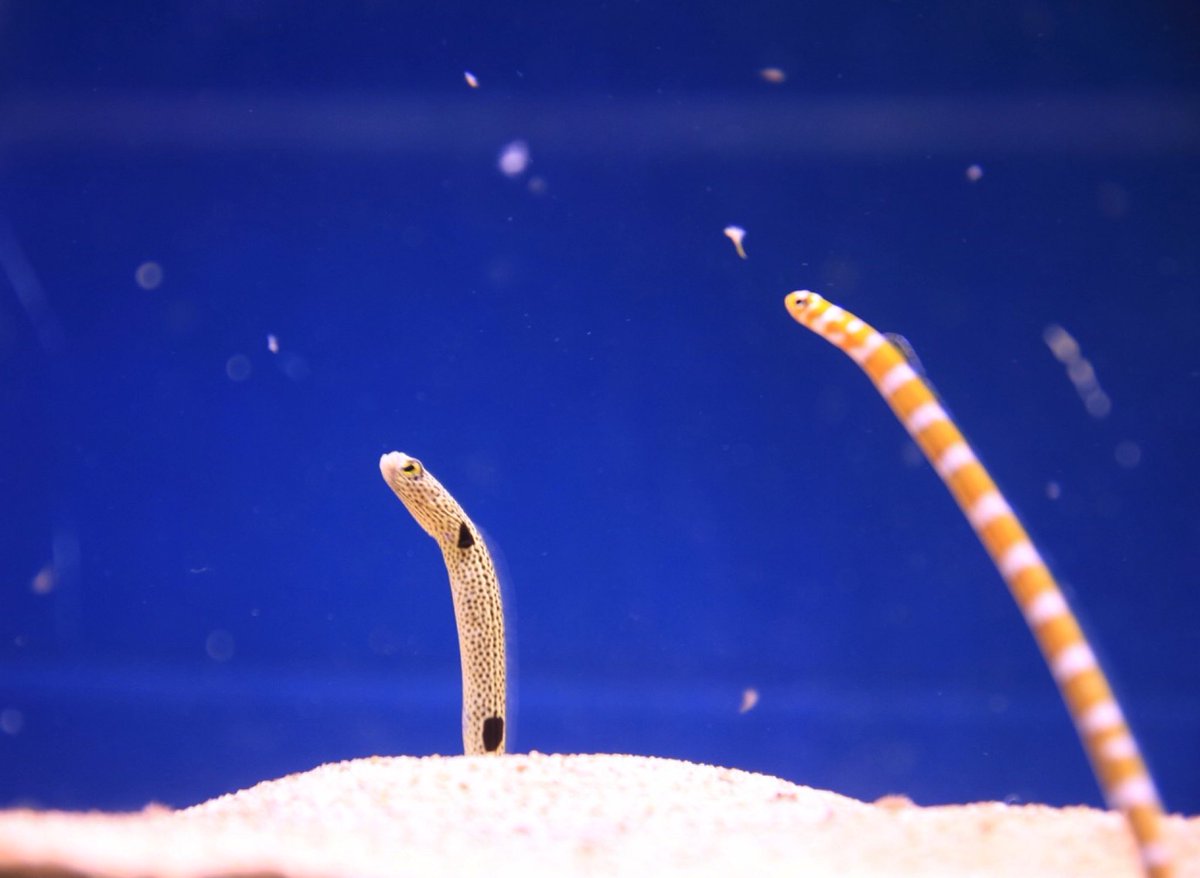 チンアナゴ Amazon | NEW ちんあなご ニシキアナゴ（オレンジ） | アズー