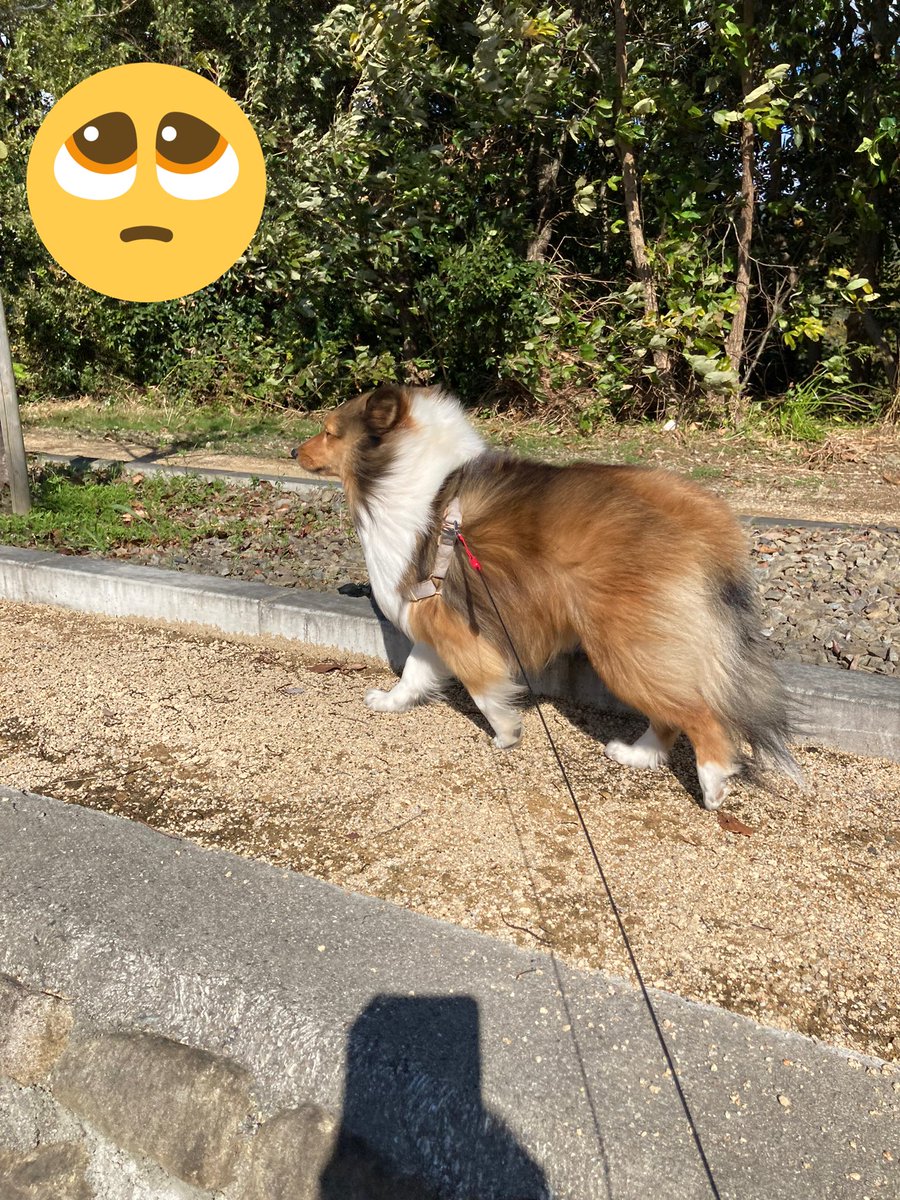 kbKe5yffkO2A8jS's tweet photo. 久しぶりの公園付近での散歩🐕🚶‍♀️♪
だんだん風が強くなってきて🌬😳
いつもの1.5倍時間がかかっちゃいました😓
＃シェルティ https://t.co/wrQOS5FnXL