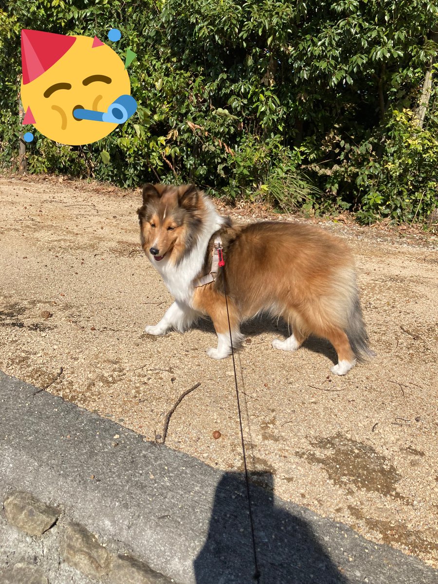 kbKe5yffkO2A8jS's tweet photo. 久しぶりの公園付近での散歩🐕🚶‍♀️♪
だんだん風が強くなってきて🌬😳
いつもの1.5倍時間がかかっちゃいました😓
＃シェルティ https://t.co/wrQOS5FnXL