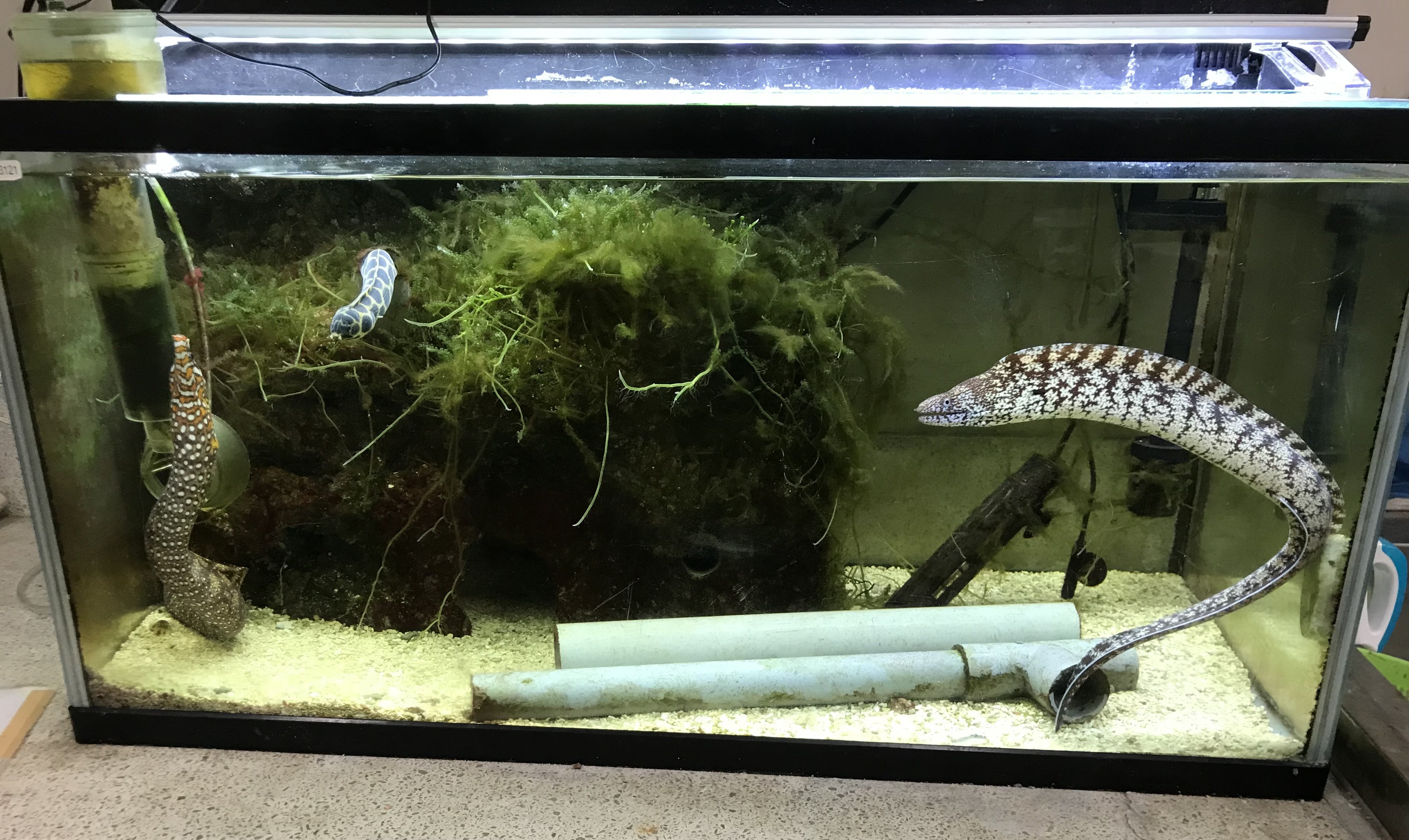 麻布学園生物部魚班 いよいよ文化祭まであと2日となりました 本日紹介するのはこちらの魚たちです ウツボ トラウツボ モヨウモンガラドオシ ウミヘビの仲間 全て生物部で大人気のウツボ水槽の魚です この水槽にはウツボの生息する環境を再現する