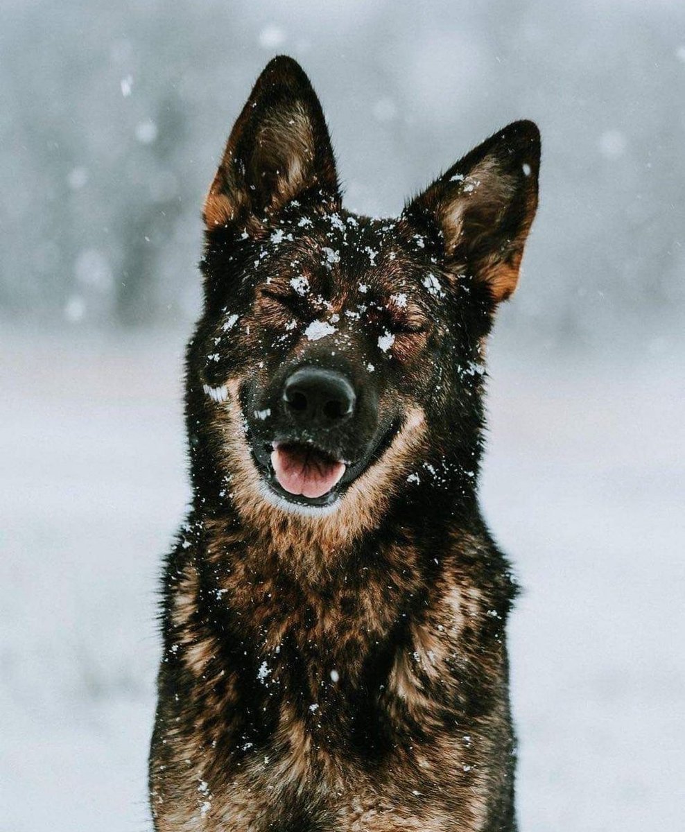Lady021ll's tweet photo. #happy_dog #beautiful_animal #snow #wolfhound https://t.co/xrWHuqtLdS