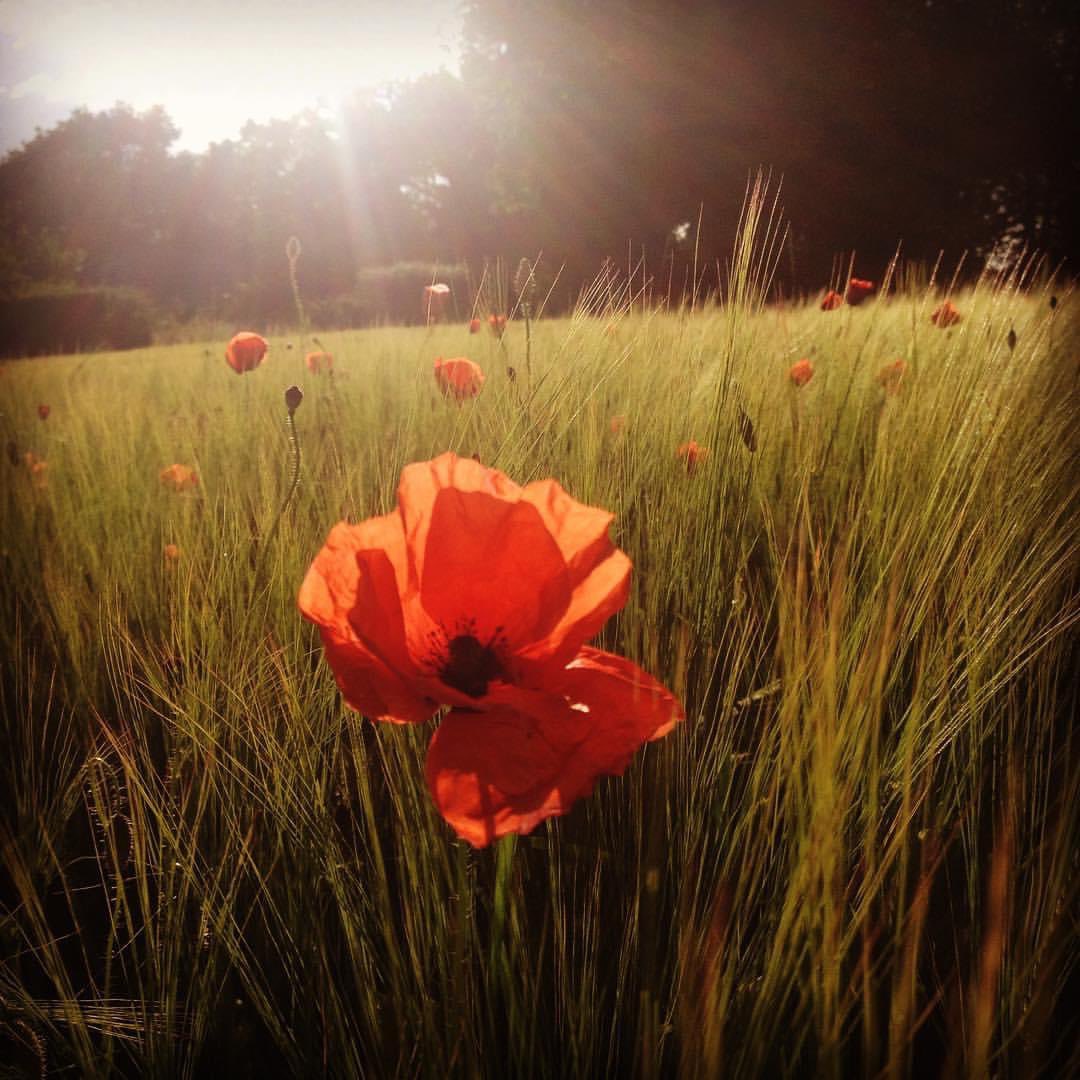 Lest we forget 
#RemembranceDay