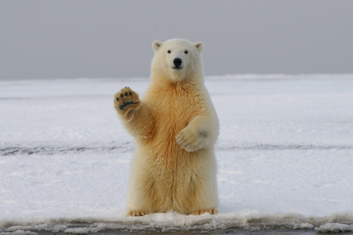 EXPLAINER: How warming affects Arctic sea ice, Polar Bears.

Read the full article on:
wenaturalists.com/explore

#WeNaturalists #Arctic #polarbear #ClimateCrisis