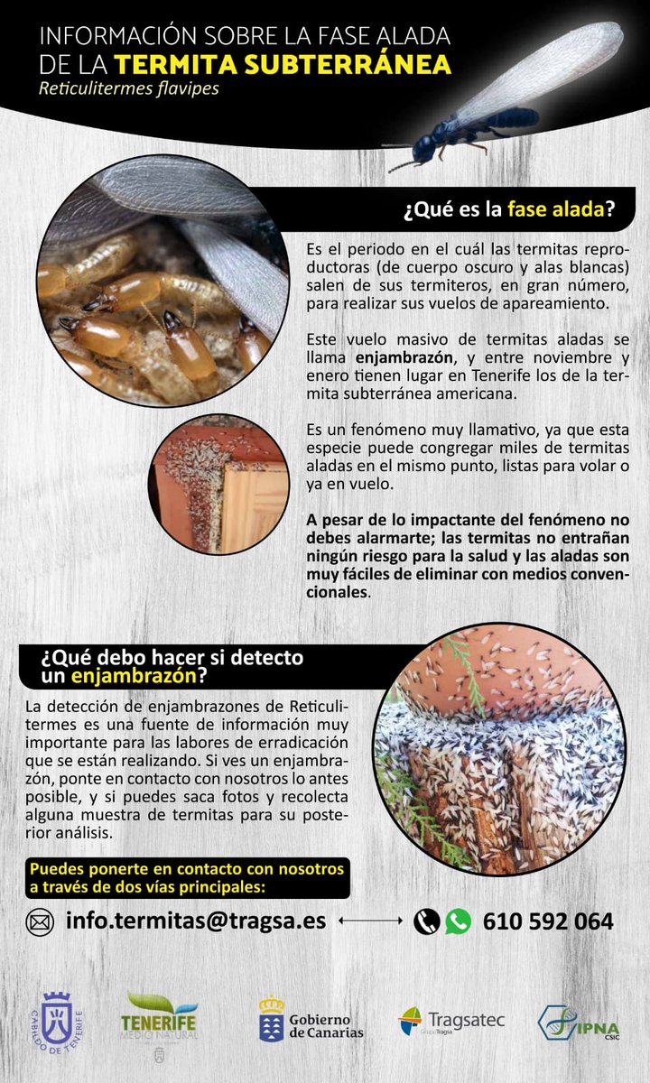 SentriTech's tweet photo. ¡¡Muy importante!! las #termitas en #Tenerife se encuentran en plena actividad de apareamiento, vuelo conocido como #enjambrazón 🐜🐜🐜. Si ves alguna imagen similar a esta, no dudes en contactar con los profesionales de #tragsa y avisar a tu ayuntamiento. https://t.co/cRtjGNpFFx