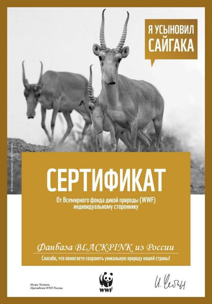 So the results of our two weeks of #ClimateActionInYourArea in Russia💚

On behalf of BLACKPINK and the Russian fanbase: 
- Planted trees on the territory of the country
- Adopted an endangered species of animal - Saiga.

Let's protect our planet TOGETHER💚

#RUSSIAForOurPlanet