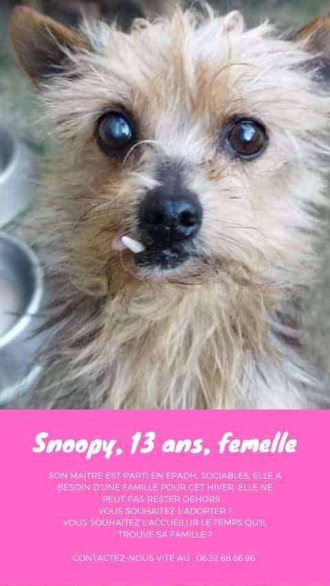 adnquarouble's tweet photo. 🆘 URGENCE ADOPTION OU FA🆘
Arche de noé quarouble
Nous recherchons d urgence une solution pour ces 2 Yorks de 11 &amp; 13  ans si possible ensemble.
Leur maître part en ephad, ils risquaient d être dehors et avec le froid qui arrive ce n était pas envisageable.
+ d info en mp
Rtw 🙏 https://t.co/xMZadvPDxK