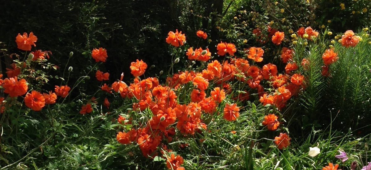 We will remember #RemembranceDay2021