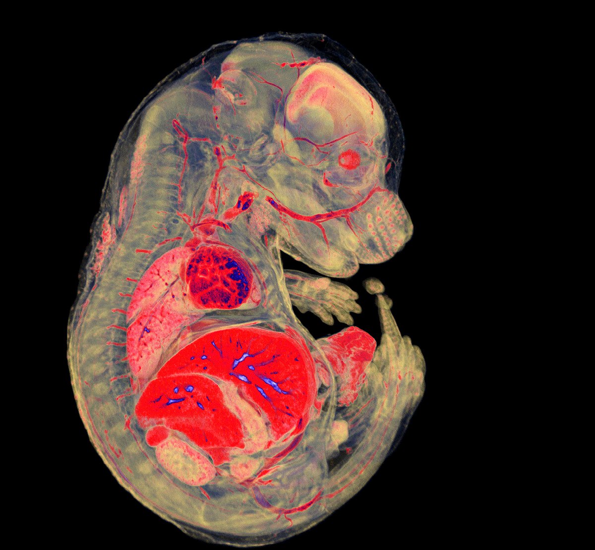 Do you like the image of embryo? And do you know how to produce a similar one?
Then you are the right candidate for the vacant @CZphenogenomics #bioimaging research specialist #position #job #researchjob @imgprague @BIOCEV_science 
For more details see phenogenomics.cz/jobs/