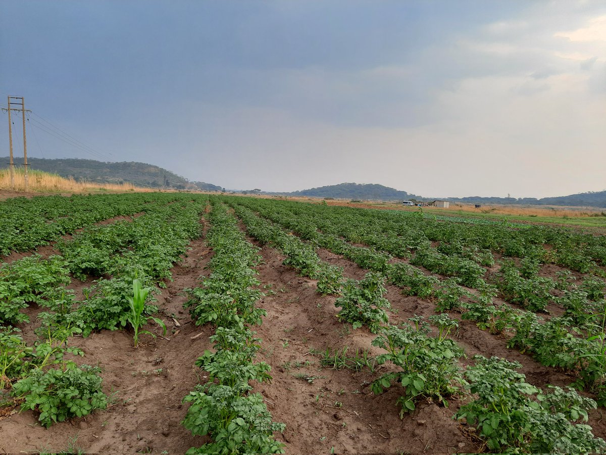Tadiwa_Muchemwa's tweet photo. Slowly but surely #FirstTimeFarmers https://t.co/EPz0PbIVfh