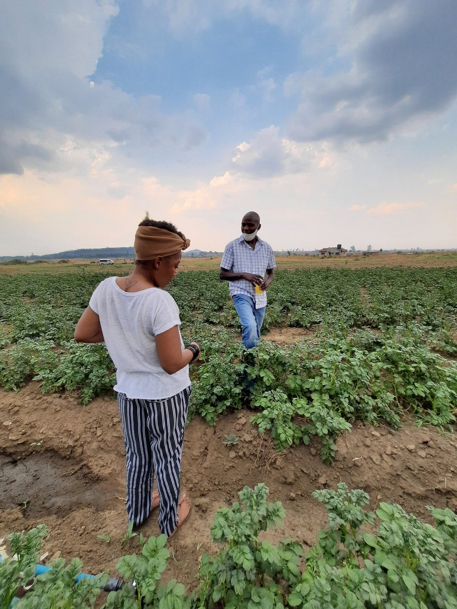Tadiwa_Muchemwa's tweet photo. Slowly but surely #FirstTimeFarmers https://t.co/EPz0PbIVfh