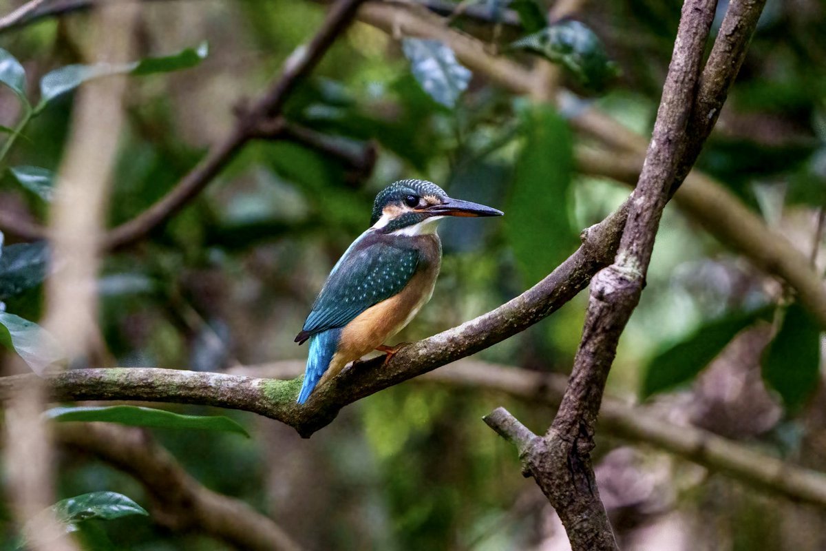 rupperrt's tweet image. Common Kingfisher #dailybird #birdphotography #birds #TwitterNatureCommunity