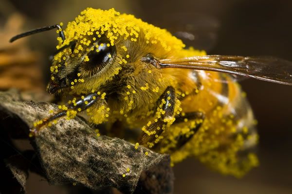 The_BatNurse's tweet photo. Bees: Ooh, look at me doing all the pollinating, aren't I fabulous!? Look at ALL that pollen! Everyone love meeee!

Bats: Hold my beer... https://t.co/9N9H4UXmNv