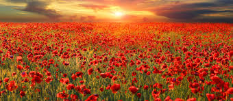 MooreBizMgt's tweet photo. Our Offices will pause at 11.00am for a 2 minutes silence in remembrance

“To live in hearts we leave behind is not to die..” 
#LestWeForget https://t.co/rydw8ZFaNf
