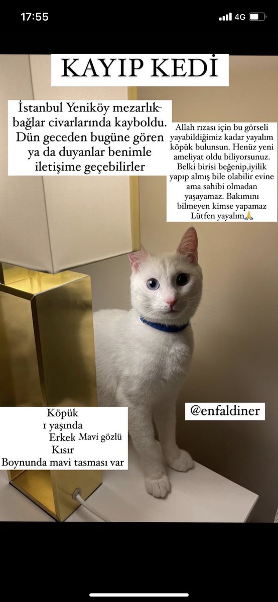 Çaresizlikten tekrar tekrar paylaşıyorum ama 3.gün oldu ve hala bulamadık ne yazık ki. Gören, duyan olursa benimle ya da <a href="/enfaldiner/">Enfal Nayir</a> ile iletişime geçsin lütfen. #kayipkedi Yeniköy!