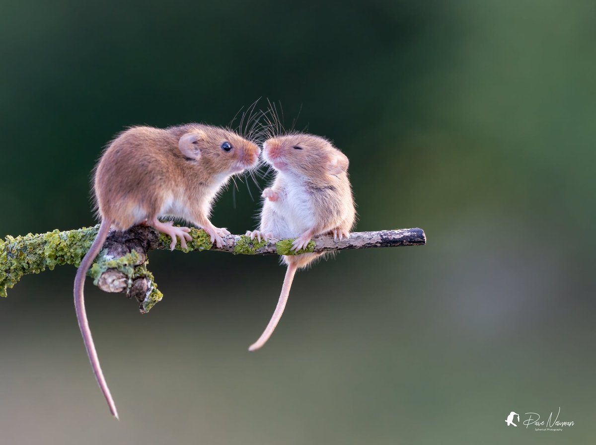 Good morning #TwitterNatureCommunity Lets start the day off with a