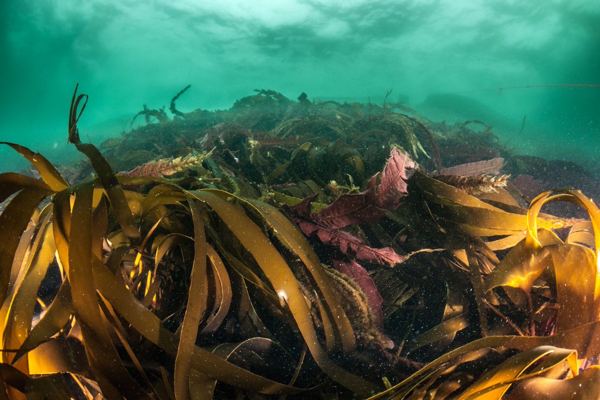 NatureScot's tweet photo. Scotland’s coasts & seas play a vital role in trapping and storing carbon. We must safeguard & manage pressures so they remain healthy and resilient.
We're taking part in the SBCF Blue Carbon Conference today and tomorrow. Join us: https://t.co/4tzyuIM6dO
#BlueCarbonScot #COP26 https://t.co/mjMfpJguRe