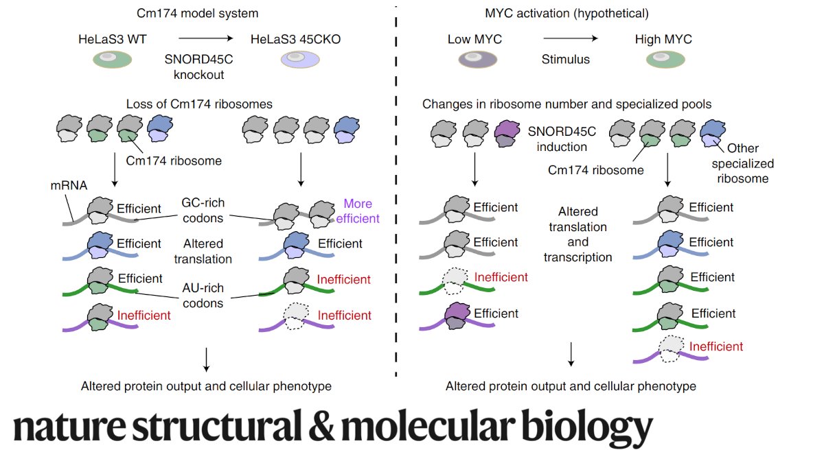 NatureSMB's tweet photo. Dynamic changes in 2’-O-methylation of #rRNA in human cells lead to #ribosome heterogeneity and result in altered translation of select mRNAs, correlating with changes in cellular phenotypes. Work by @therealLundLab @UCPH_BRIC https://t.co/ye6PpObqvr https://t.co/bMDut8sjp0