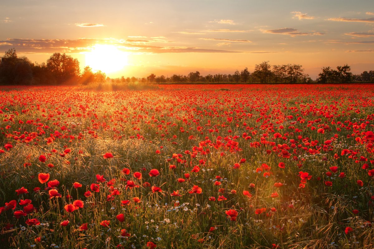 They shall grow not old, as we that are left grow old; Age shall not weary them, nor the years condemn. At the going down of the sun and in the morning We will remember them. #RemembranceDay #RemembranceDay2021