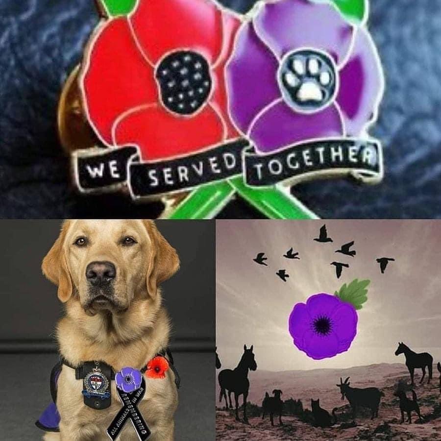 Time to remember people &amp; animals who died in war #RemembranceDay2021