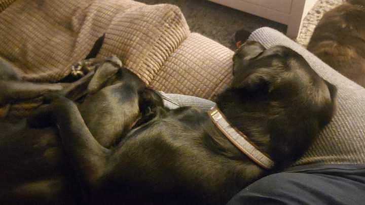 SeasideGreys's tweet photo. Towstar Yogi 'spooning' with his Labrador sister, Millie. https://t.co/TkPpMG93S8