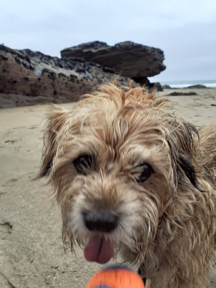 HarrybtGreaves's tweet photo. Pals ize jus cum back from me holibob in Cornywall ize been on de beachy wiv mi ball was gud yep. https://t.co/LCdWeC8vOL