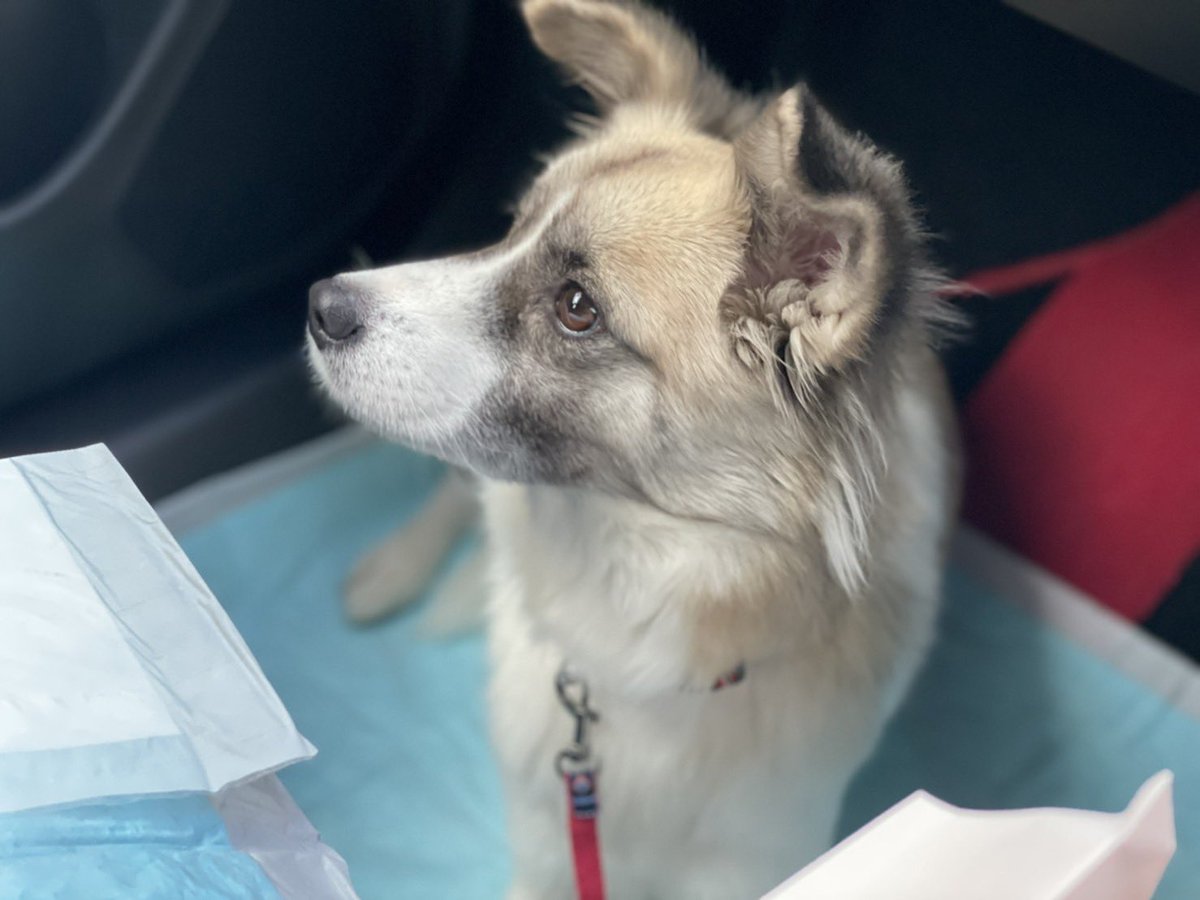 073_cb750f_358's tweet photo. 豊見城団地商店街で迷い犬を保護しました。首輪をしておらず、人懐っこく可愛い女の子です！
お探しのご家族の方に繋がれば、、と思うのでシェアして下さると助かります🙇‍♂️ https://t.co/cuuPhjPf6A