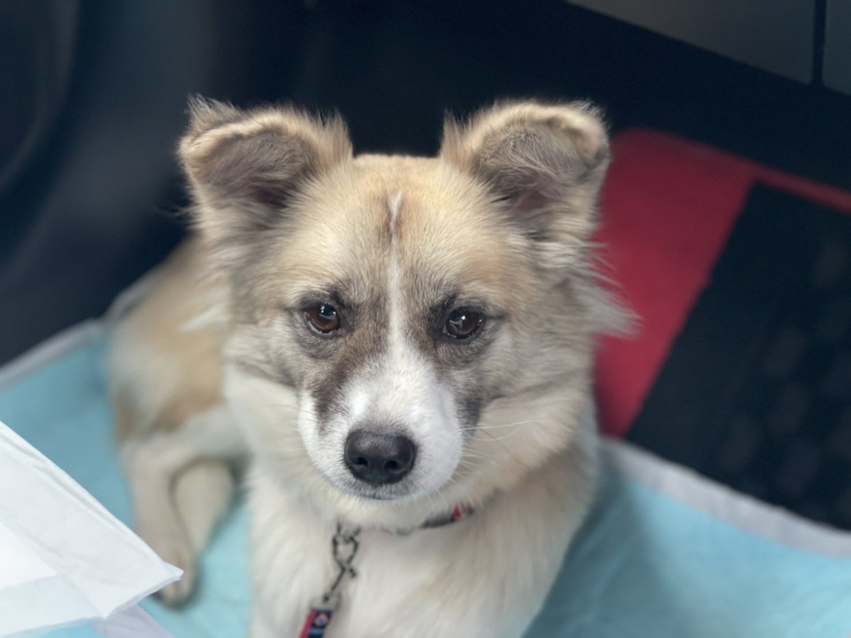 073_cb750f_358's tweet photo. 豊見城団地商店街で迷い犬を保護しました。首輪をしておらず、人懐っこく可愛い女の子です！
お探しのご家族の方に繋がれば、、と思うのでシェアして下さると助かります🙇‍♂️ https://t.co/cuuPhjPf6A