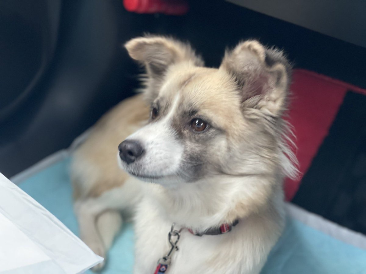 073_cb750f_358's tweet photo. 豊見城団地商店街で迷い犬を保護しました。首輪をしておらず、人懐っこく可愛い女の子です！
お探しのご家族の方に繋がれば、、と思うのでシェアして下さると助かります🙇‍♂️ https://t.co/cuuPhjPf6A