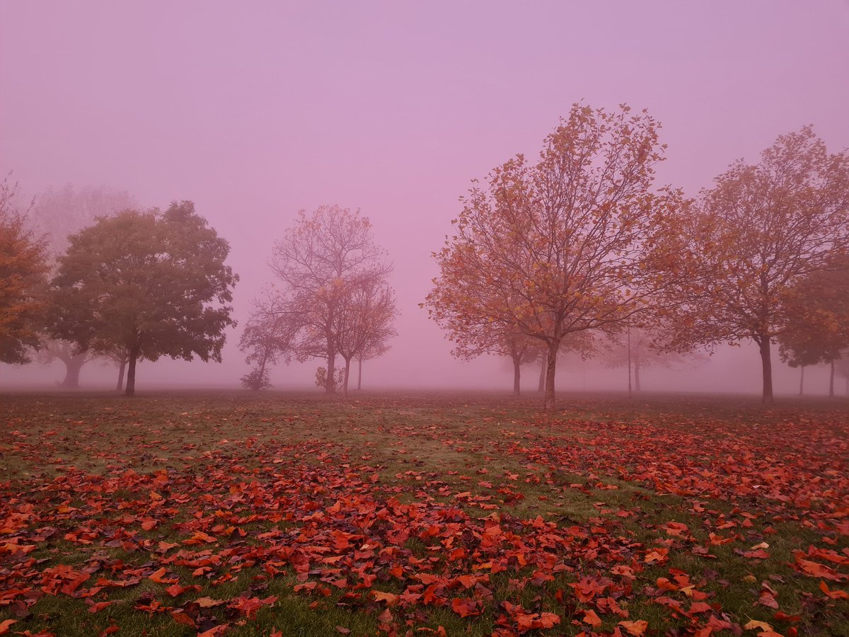 All rather autumnal on the morning walk today