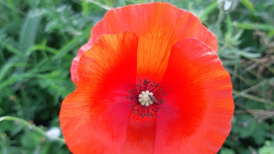 ELMatsLtd's tweet photo. We will remember them.  #RemembranceDay2021 https://t.co/otKPJVnwLT
