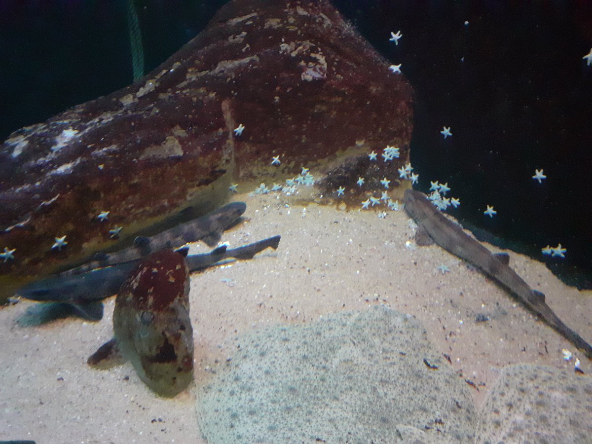 rescue_shark's tweet photo. #sharkconservation #savingsharks #sharkrescue #sharks #elasmobranchs #eggs #tubarões #ovosdetubarão #conservacaodetubaroes #salvarostubaroes https://t.co/7cCeD8ZOO7