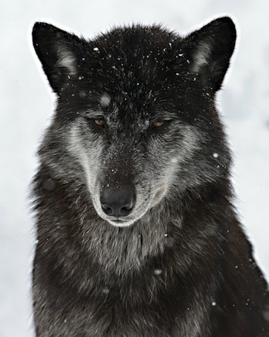 Anne Louise Avery tweet media