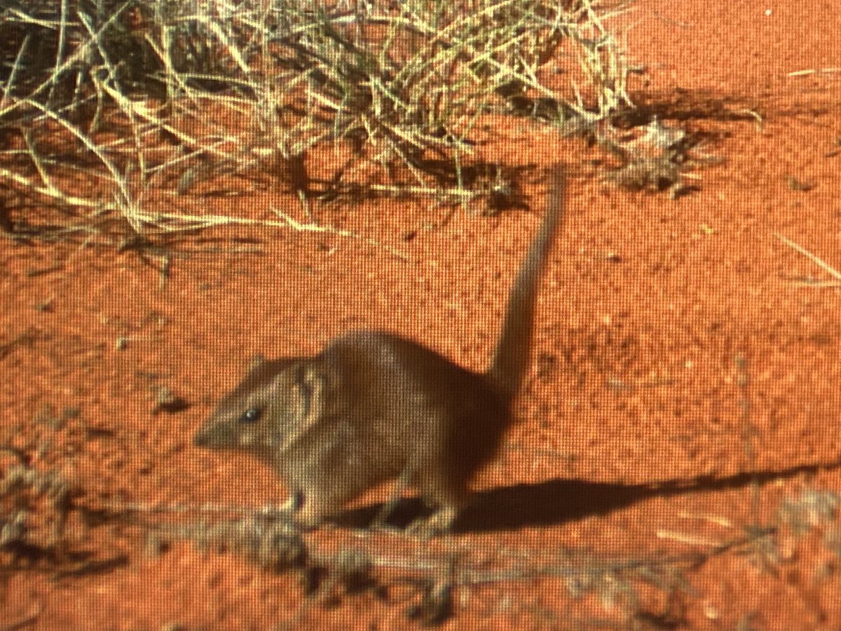 Neil hamilton Parrotman(Martu name)🦜🦅🐾 tweet media