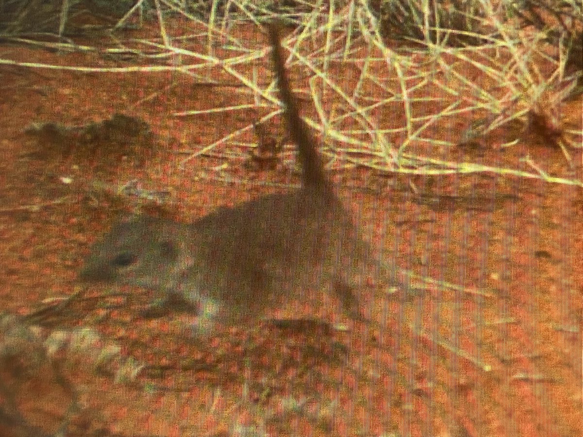 Neil hamilton Parrotman(Martu name)🦜🦅🐾 tweet media