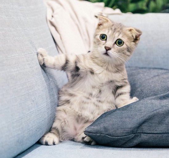 Obsessed with cats (@catssobsessed) on Twitter photo 