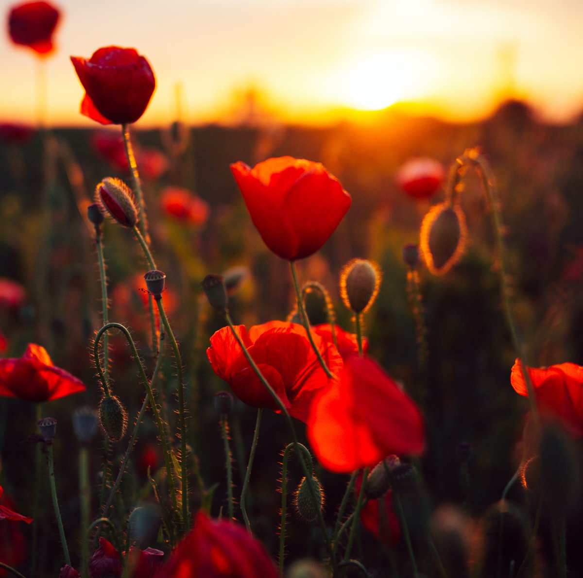 Squirelocks's tweet photo. #LestWeForget
Today, our thoughts are with all members of our armed forces, both past and present. We’re wearing our poppies with pride.
#Squire #SquireLocks #RemembranceDay #ArmedForces #Poppy #RoyalBritishLegion https://t.co/8wPuhiwJeF