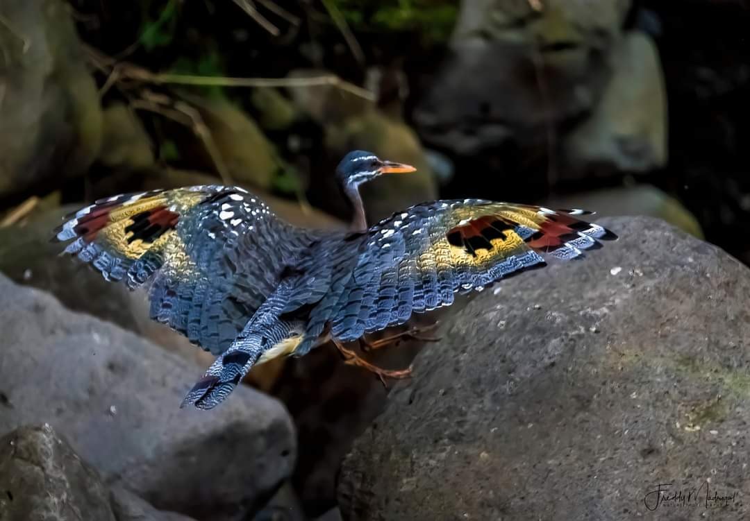 BirdExpeditions's tweet photo. Sunbittern.
Costa Rica, 2021.

Freddy Madrigal, CITM. (Certified International Tour Manager).
Nature-Adventure-Beach- Sightseeing / Wildlife Photo Expeditions
Costa Rica / Colombia / Peru / Ecuador
Contact us: photo@freddymadrigal.com. https://t.co/1rgV3fIzf7 https://t.co/cBGUre8nUH