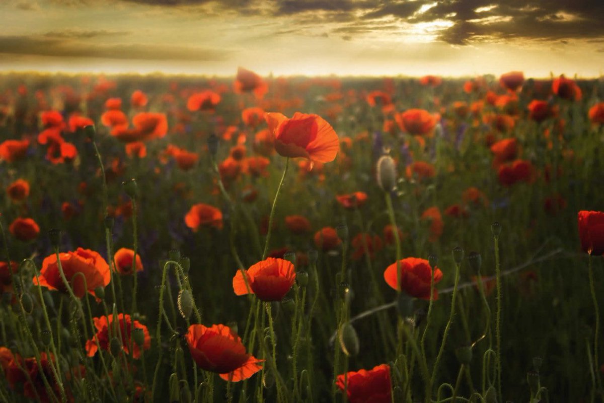 daveevrall's tweet photo. We will remember them
#RemembranceDay2021 
#LestWeForget https://t.co/xAlVgm2rjS