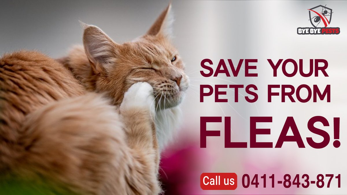 BBPestscontrol's tweet photo. Fleas are constantly irritating your pests and feeding on their blood. Additionally, fleas also deposit eggs on the pet’s body and spread around in your home. This makes it impossible to get rid of them without professional help.
 Contact Us:
📞 0411 843 871 https://t.co/B5848dkXUT