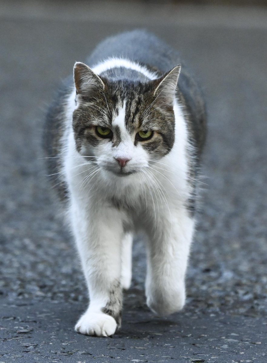 PoliticalPics (@politicalpics) on Twitter photo Dear Larry <a href="/Number10cat/">Larry the Cat</a> just had to share this pic from today the look of determination is something else. Dear Larry <a href="/Number10cat/">Larry the Cat</a> just had to share this pic from today the look of determination is something else.