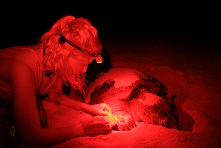 EizaguirreLab's tweet photo. 🚨Job Alert 🚨 Interested in sex determination and the effects of #ClimateChange on #SeaTurtles? We have a #Postdoc position available our lab! https://t.co/J2oSkpv7YR #Genomics #Biochemistry #Conservation @QMUL @QM_SBBS https://t.co/Kvqq4q4FMi