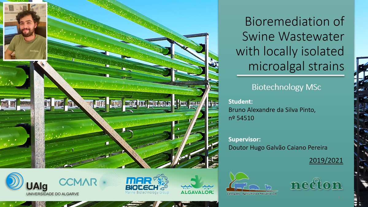 Phytobloom's tweet photo. Today our R&D-technician Bruno Alex Pinto presented his work about the โBioremediation of swine wastewater with locally isolated microalgal strainsโ at #NectonSeminars in the scope of the #AlgaValor project. Great output Bruno ๐ https://t.co/4Su8jyRdCp