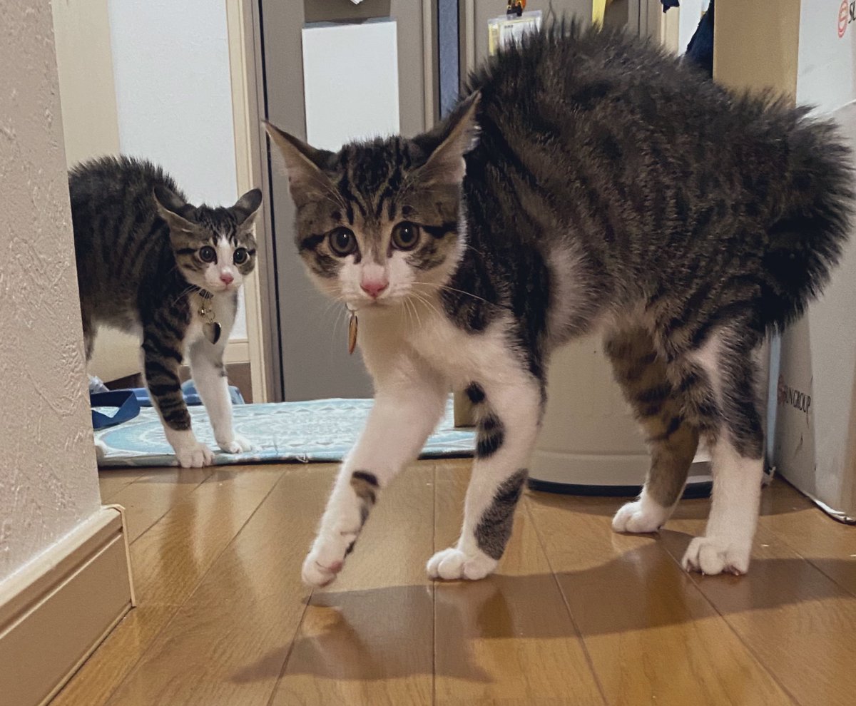 布団乾燥機のスイッチ押したら猫さんたちがぶわぶわに あの気持ちよさに気づいて和解した方たち 温風が行き渡らない Togetter