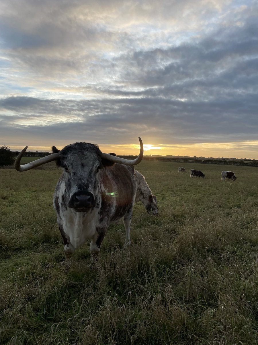 BeebyHarriet's tweet image. 🥩BEEF BOXES NOW AVAILABLE🥩 Please message to reserve a box! #BackBritishFarming #BeefBoxes #GrassFed #EnglishLonghorn #Pedigree @LonghornOffice #FreshProduce #Local